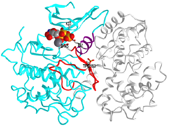 CDK2_Cyclin_ATP_1JST.png