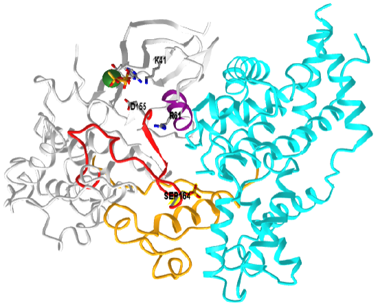Human CDK-activating kinase (6xbz).png