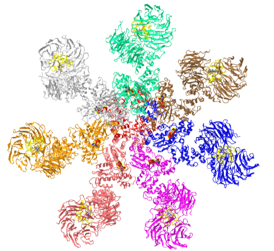 active human apoptosome with procaspase-9 (5JUY).png