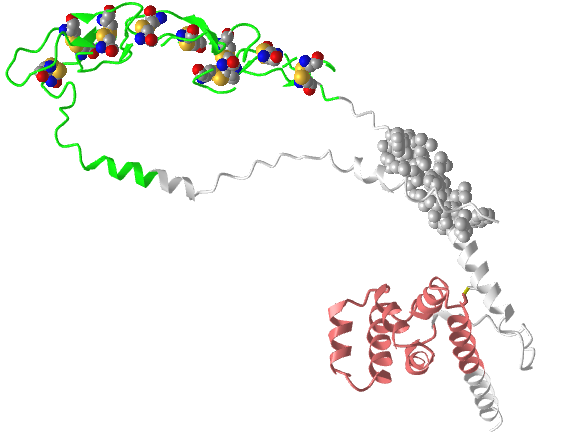 Fas-Tumor necrosis factor receptor superfamily member 6 AlphaFold model (P25445).png