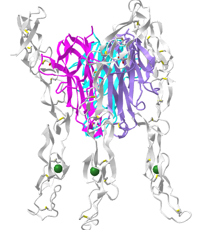 complex of Human FasL and Its Decoy Fas Receptor DcR (4MSV).png