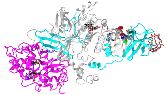 human AMPK (a2b2g1) in complex with a small molecule activator SC4 (6B2E).png