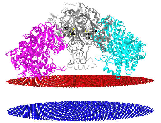 Human mitochondrial trifunctional protein fatty acid beta-oxidation metabolon (6DV2).png