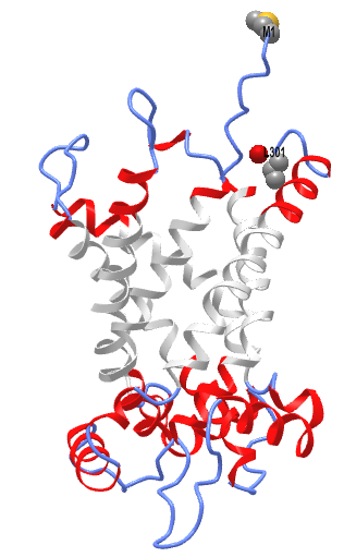 Mitocarnitine-acylcarnitine carrprotein AlphaFold model (O43772).png