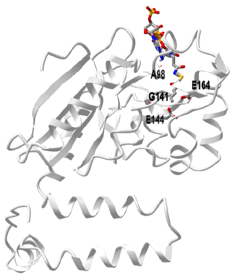 rat enoyl-CoA hydratase in complex with hexadienoyl-CoA (1MJ3).png