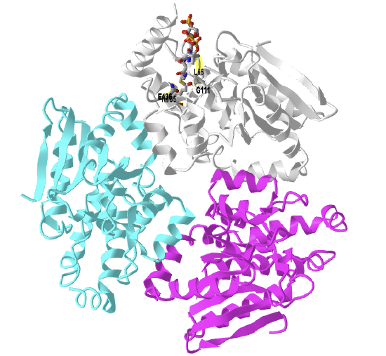 Human mitochondrial enoyl-CoA isomerase (1SG4).png