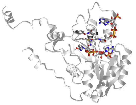 human Mitochondrial 2,4-Dienoyl-Coa Reductase (1W6U).png