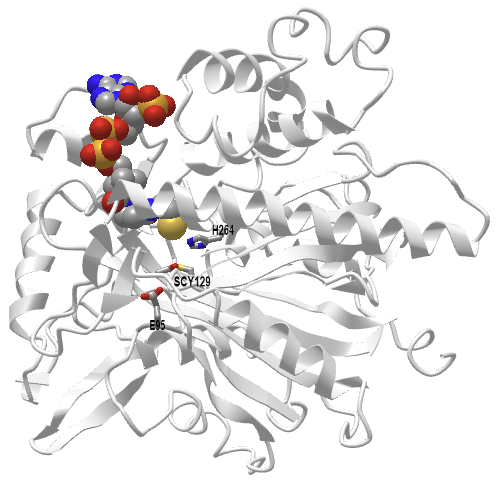 human 3-hydroxy-3-methylglutaryl CoA synthase I.png