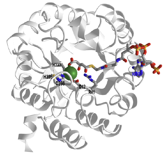 Human HMG-CoA lyase with inhibitor HG-CoA (3MP3).png