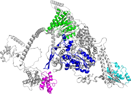 fatty acid synthase 2 (FAS2) alpha subunit (2UV8AÂ -Â P19097Â AlphaFold)V2.png