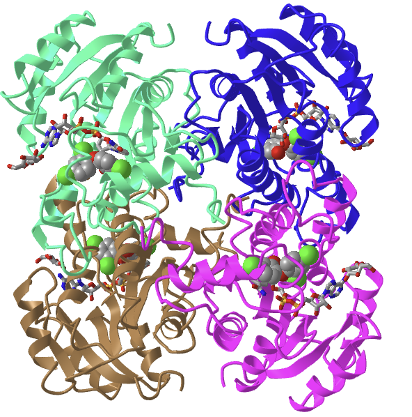 ENOYL REDUCTASE INHIBITION BY TRICLOSAN 1qsg.png