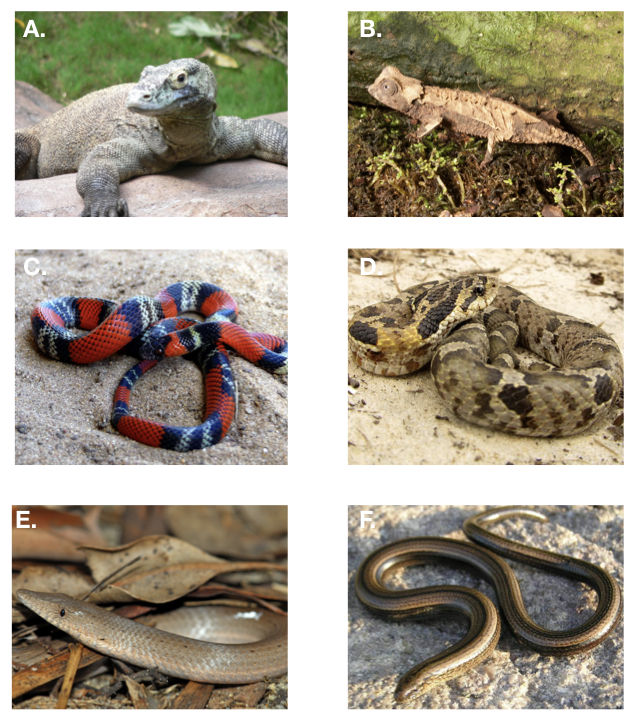 Figura 7.1. Escuadra, patas y sin piernas. A. Dragón de Komodo, B. Brookesia camaleón, C. Corales falsos (Oxyrhopus guibei) y D. serpientes de hognose, E. un pigopodio - un gecko sin limo y F. un anguido, otro lagarto sin patas. Créditos fotográficos: A: Usuario:Raul654/Wikimedia Commons/CC-BY-SA-3.0, B. Brian Gratwicke/CC-BY-2.0, C. Usuario:Gionorossi/Wikimedia Commons/CC-BY-SA-4.0, D. Usuario:Bladerunner8u/Wikimedia Commons/CC-BY-SA-3.0, E. Usuario:Smacdonald/Wikimedia Commons/CC-BY-SA-2.5, F. Usuario:marek_bydg/Wikimedia Commons/CC-BY- SA-3.0.