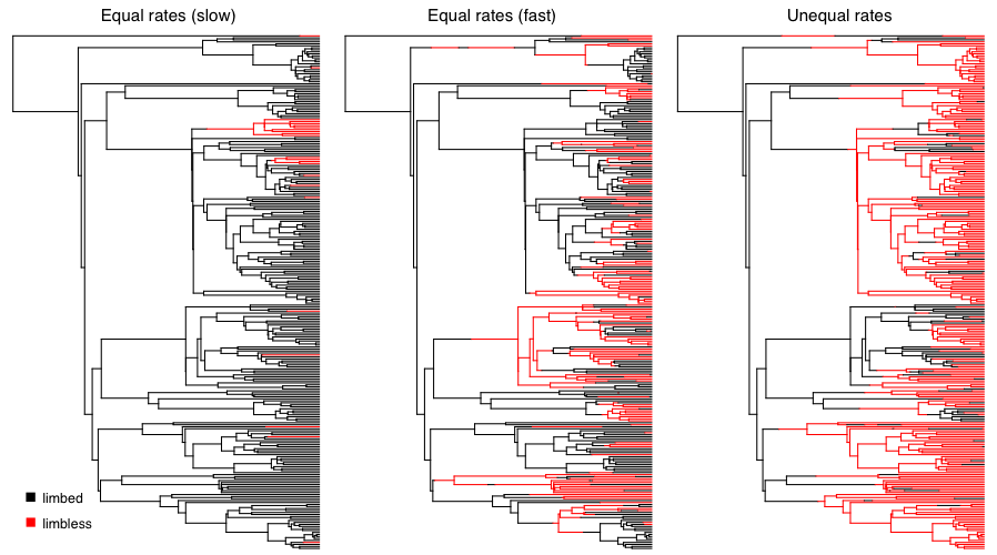 Figura 7.4. Evolución de caracteres simulada en un árbol filogenético de escuamados de (de Brandley et al. 2008) bajo un modelo Mk de tasas iguales con tasas de transición lentas, rápidas y asimétricas (de derecha a izquierda). En los tres casos, asumí que el antepasado de los escuamates tenía extremidades. Imagen del autor, puede ser reutilizada bajo licencia CC-BY-4.0.