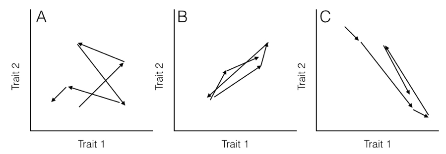 Figura 5.2. Rutas hipotéticas de evolución (flechas) para (A) dos rasgos no correlacionados, (B) dos rasgos que evolucionan con una covarianza positiva y (C) dos rasgos que evolucionan con una covarianza negativa. Tenga en cuenta que en (B), cuando el rasgo 1 se hace más grande, el rasgo 2 también se hace más grande, pero en (C) los cambios positivos en el rasgo 1 se emparejan con cambios negativos en el rasgo 2. Imagen del autor, puede ser reutilizada bajo licencia CC-BY-4.0.