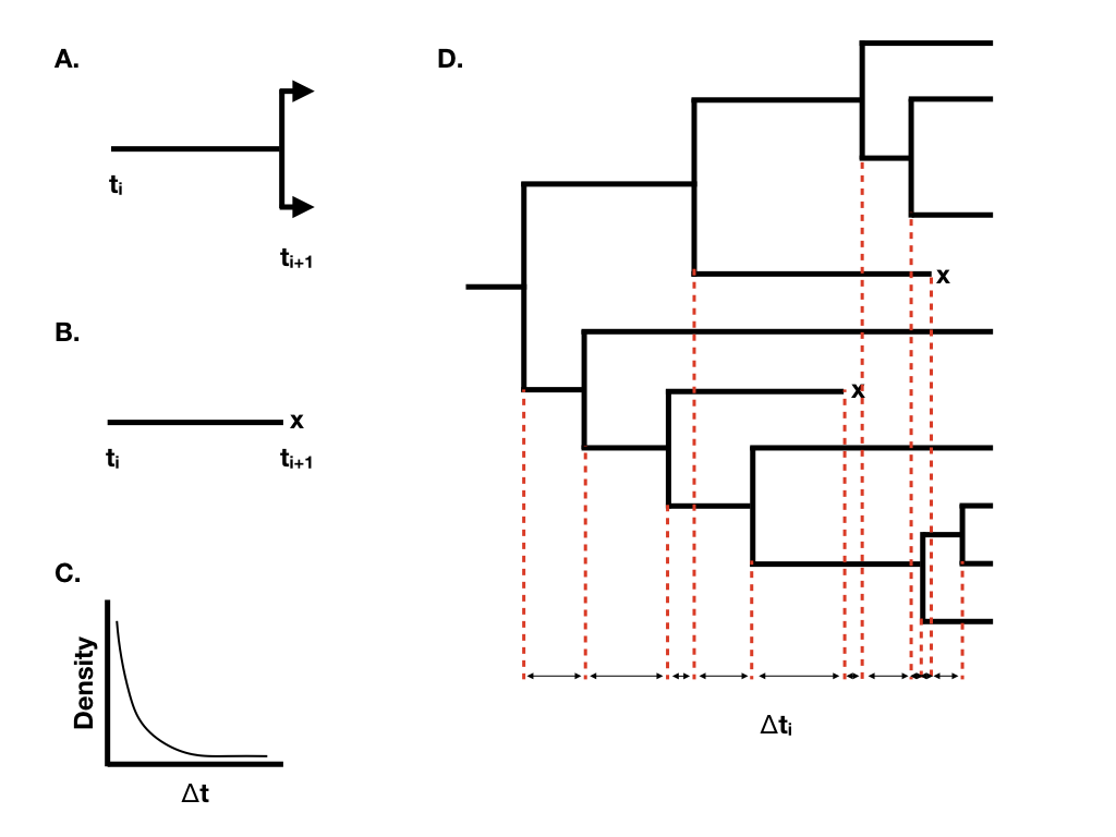 Figure 10.2. Illustration of the basic properties of birth-death models. A. Waiting time to a speciation event; B. Waiting time to an extinction event; C. Exponential distribution of waiting times until the next event; D. A birth-death tree with waiting times, with x denoting extinct taxa. Image by the author, can be reused under a CC-BY-4.0 license.