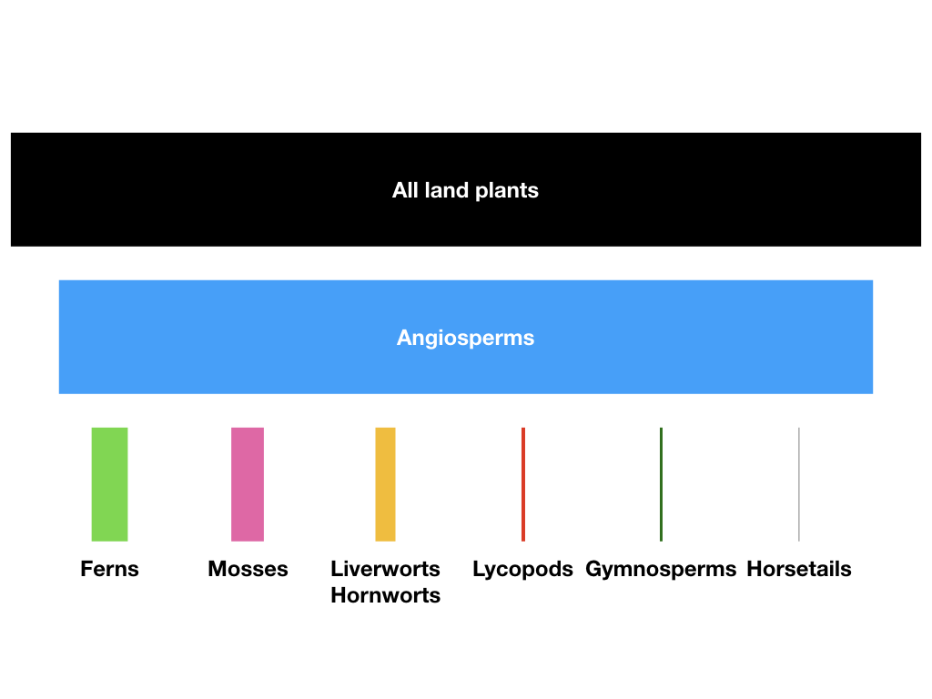 Figure 10.1. Diversity of major groups of embryophytes (land plants); bar areas are proportional to species diversity of each clade. Angiosperms, including some 250,000 species, comprise more than 90% of species of land plants. Figure inspired by Crepet and Niklas (2009). Image by the author, can be reused under a CC-BY-4.0 license.