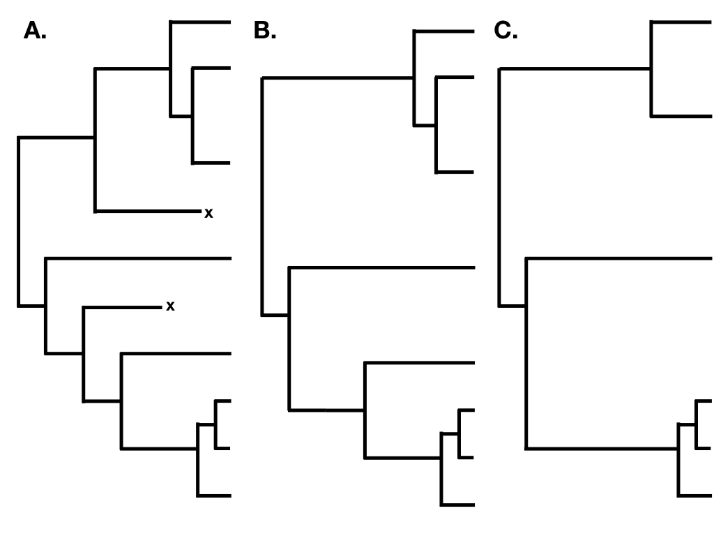 Figura 10.5. A. Un árbol de nacimiento-muerte que incluye todas las especies extintas y existentes; B. Un árbol de nacimiento-muerte que incluye solo especies existentes; y C. Un árbol de nacimiento-muerte parcialmente muestreado que incluye solo algunas especies existentes. Imagen del autor, puede ser reutilizada bajo licencia CC-BY-4.0.