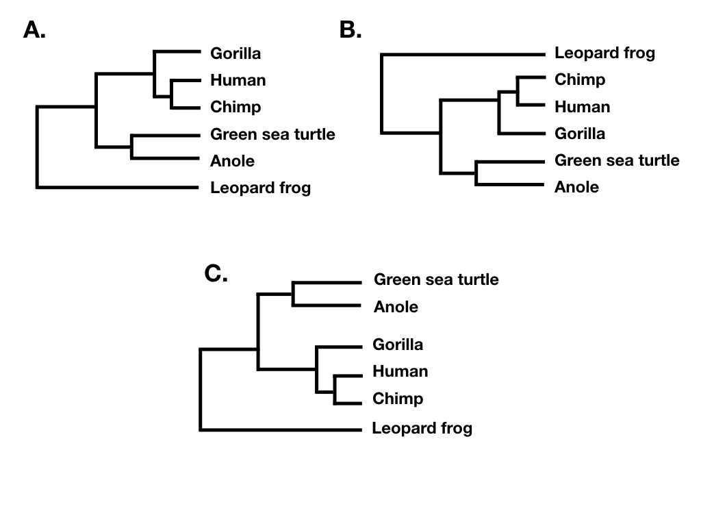 Figure 10.6. Several phylogenetic trees showing different ways to plot the same tree topology. Image by the author, can be reused under a CC-BY-4.0 license.
