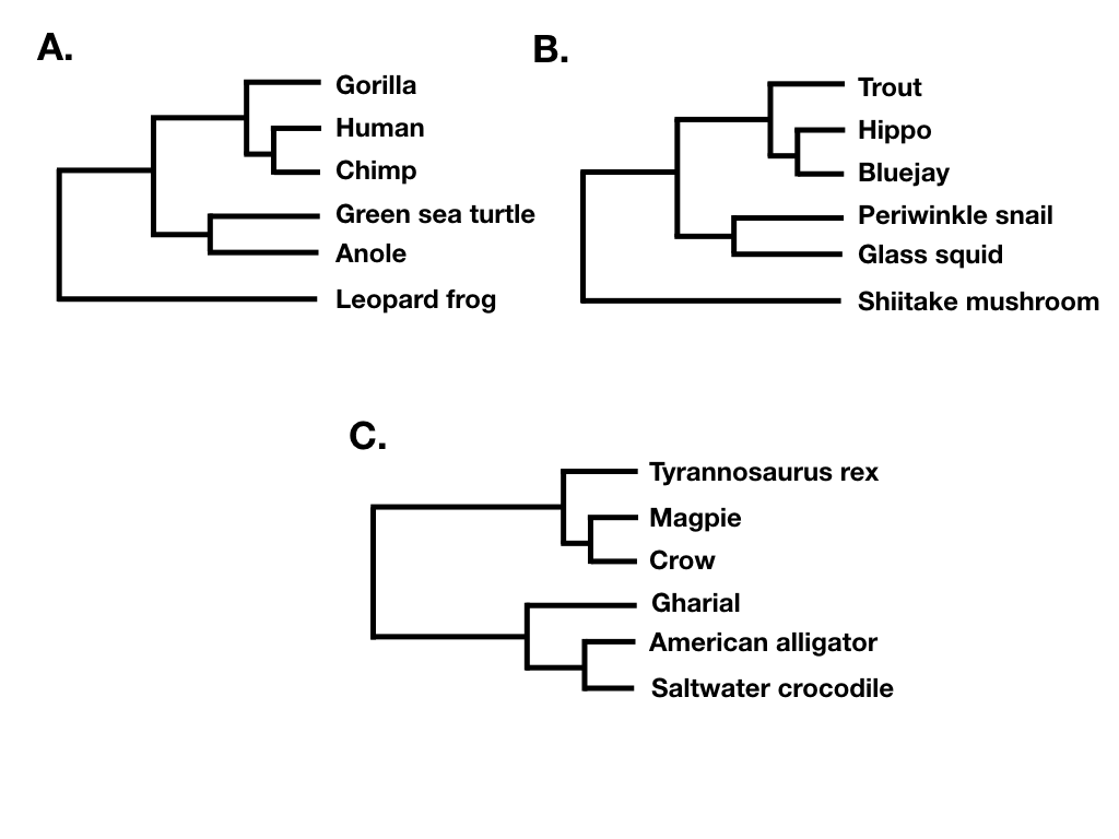 Figure 10.7. Two different phylogenetic trees sharing the same tree shape (A and B), and one with a different shape (C). Image by the author, can be reused under a CC-BY-4.0 license.