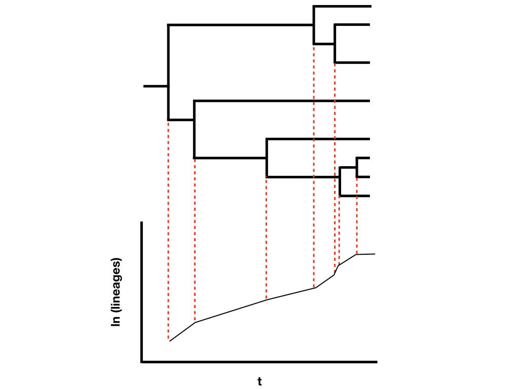 Figure 10.9. Lineage-through-time plot. Image by the author, can be reused under a CC-BY-4.0 license.