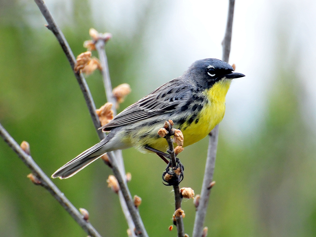 A photo of a bird with a yellow belly and gray speckled back is perched on branches with buds on them.