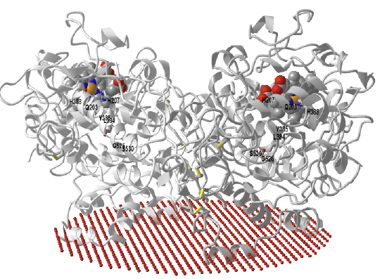 mouse cyclooxygenase 2 (5COX).png