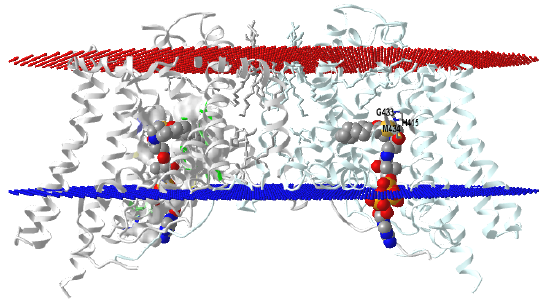 HuDAG_ Acyltransferase1- oleoyl-CoA (6VP0).png