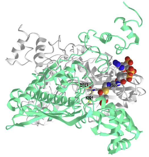 Catalytic domain of human HMG-CoA reductase with bound HMG-CoA (1DQ9).png