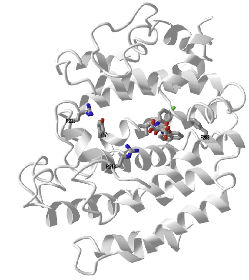 Human squalene synthase with bound inhibitor (1EZF).png
