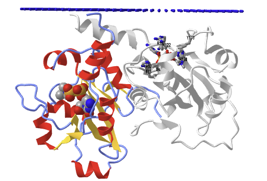 Mammalian (rat) CTP-Phosphocholine cytidylyltransferase catalytic domain (3HL4).png