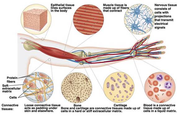 different kinds of tissues in the human body