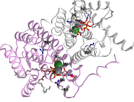 Bacterial phosphatidyl serine synthase (PSS)  in transition state (7POW).png