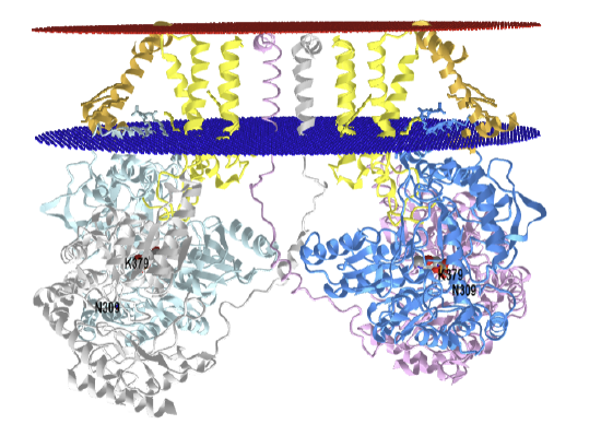 Human serine palmitoyltransferase complex (7K0M).png