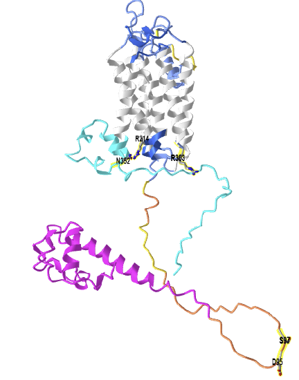 AlphaFold Sphingomyelin synthase 1 (Q86VZ5).png