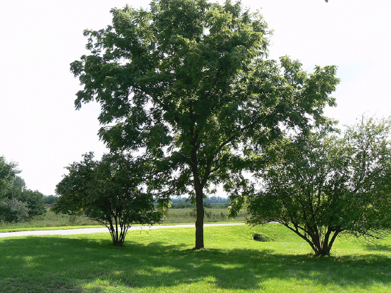 A photo shows one large tree surrounded by grass with two smaller trees nearby. All other trees are somewhat distant.