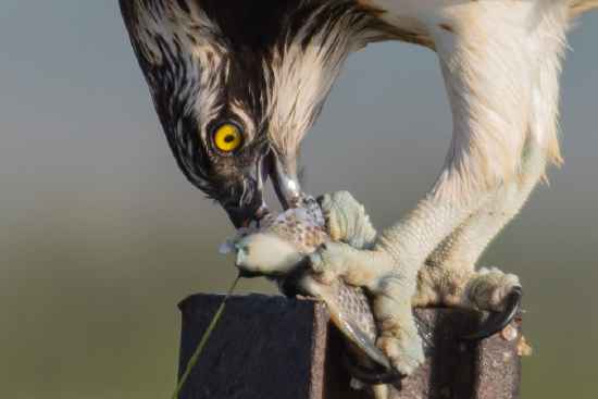 A large bird sits on a post with part of a fish in its talon while it probes it eats it.