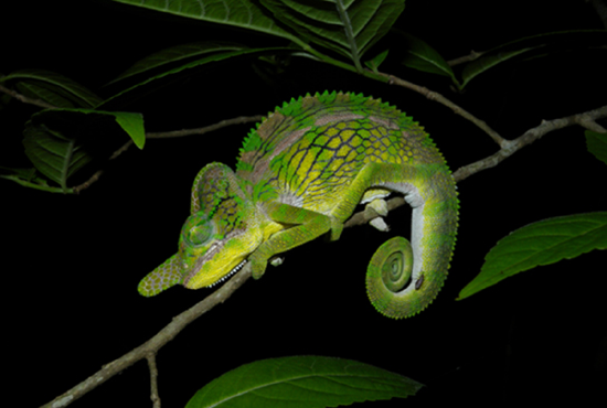 A photo of a chameleon sitting on a branch shows that the chameleon is the same color as the leaves around it.
