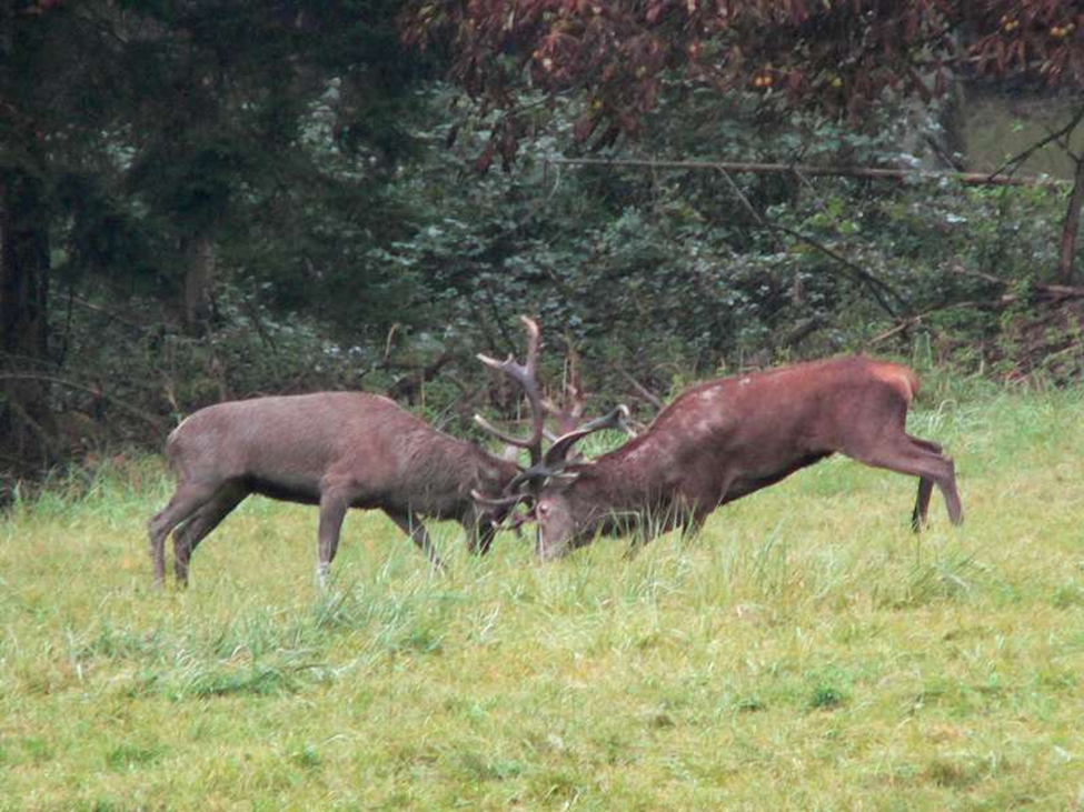 A photo of two large male deer locking antlers to fight in a grassy field near a thicket.