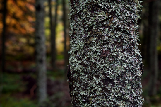 A photo shows a tree in a forest covered densely with rough green and gray lichens. 