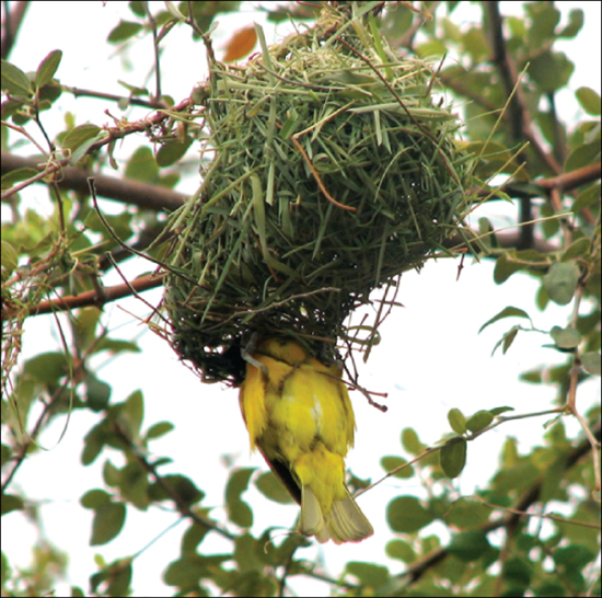 A photo shows a yellow bird upside-down making a nest out of grasses on a tree branch.