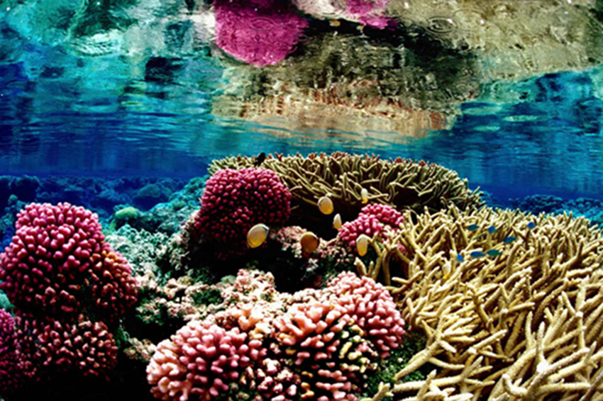 A photo shows a reef in shallow water with multiple kinds of coral, fish, and other sea creatures.