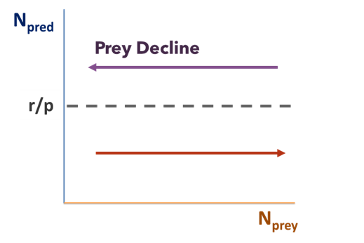 The graph of the isocline for zero growth for prey shows N-prey on the x-axis and N-pred on the y-axis. A horizontal dashed isocline line is labeled r/p. A purple “Prey Decline” arrow above the isocline points left, while a red N-prey arrow below the isocline points right.