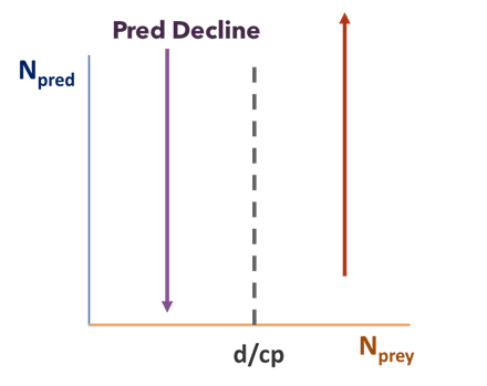 The graph of the isocline of zero growth for predators shows N-prey on the x-axis and N-pred on the y-axis. A vertical dashed isocline line is labeled d/cp. A purple “Prey Decline” arrow left of the isocline points down, while a red N-prey arrow right of the isocline points up.