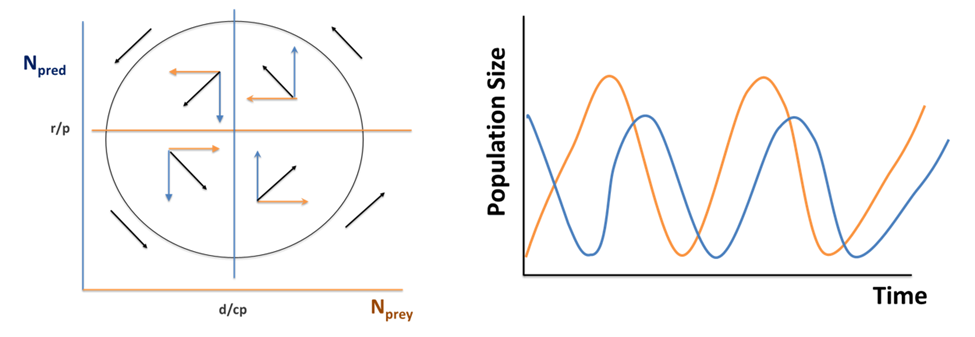 To the left, the isoclines for zero predator and prey growth are both plotted with N-prey on the x-axis and N-pred on the y-axis. The vector arrows from both isoclines are plotted individually and summed, to show a circle with counter-clockwise arrows inside and outside the circle. To the right, the populations of predator and prey species are plotted with time on the x-axis and population size on the y-axis. Both populations oscillate, with higher peak prey populations and a lag in predator population peaks.