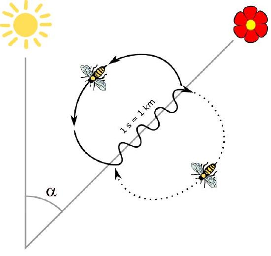 A bee waggle dance path is shown with its angle relative to the sun and a flower marked as "a".