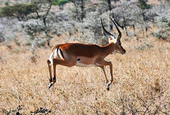 A photograph of a gazelle jumping over a dry field.