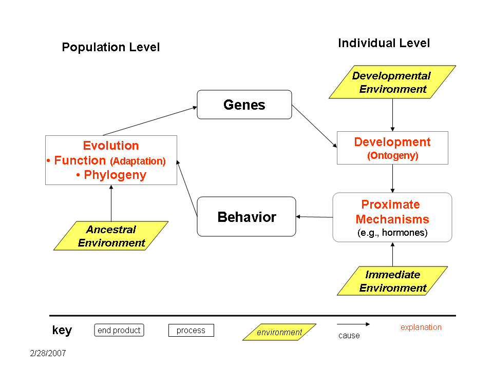 A flow chart connects the evolution, function, phylogeny, and ancestral environment at the population level with the developmental environment, development, immediate environment, and proximate mechanisms on the individual level. They are connected by genes and behavior.