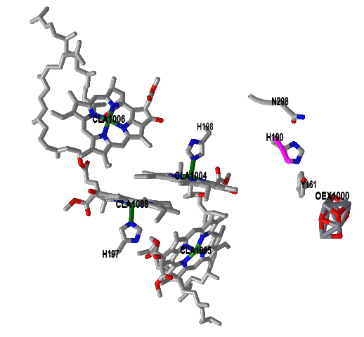 KeychlorophyllsOEX_ ps II from Thermostichus vulcanus (3WU2).png