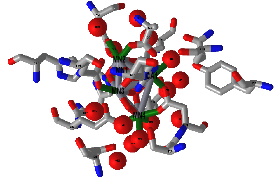OEX with surrounding amino acids and water in photosystem II from Thermostichus vulcanus (3WU2).png