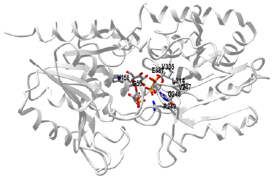 Selongatus Sucrose Phosphate Synthase -UDP - Sucrose-6-Phosphate (6KIH).png